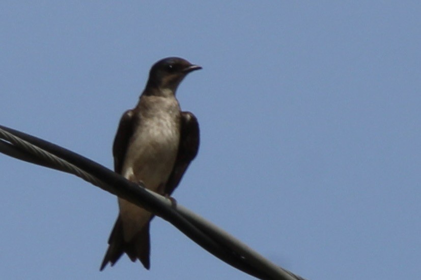 Gray-breasted Martin - ML644103763