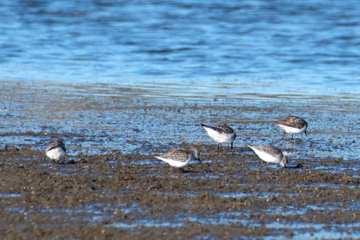 sandsnipe - ML644103766
