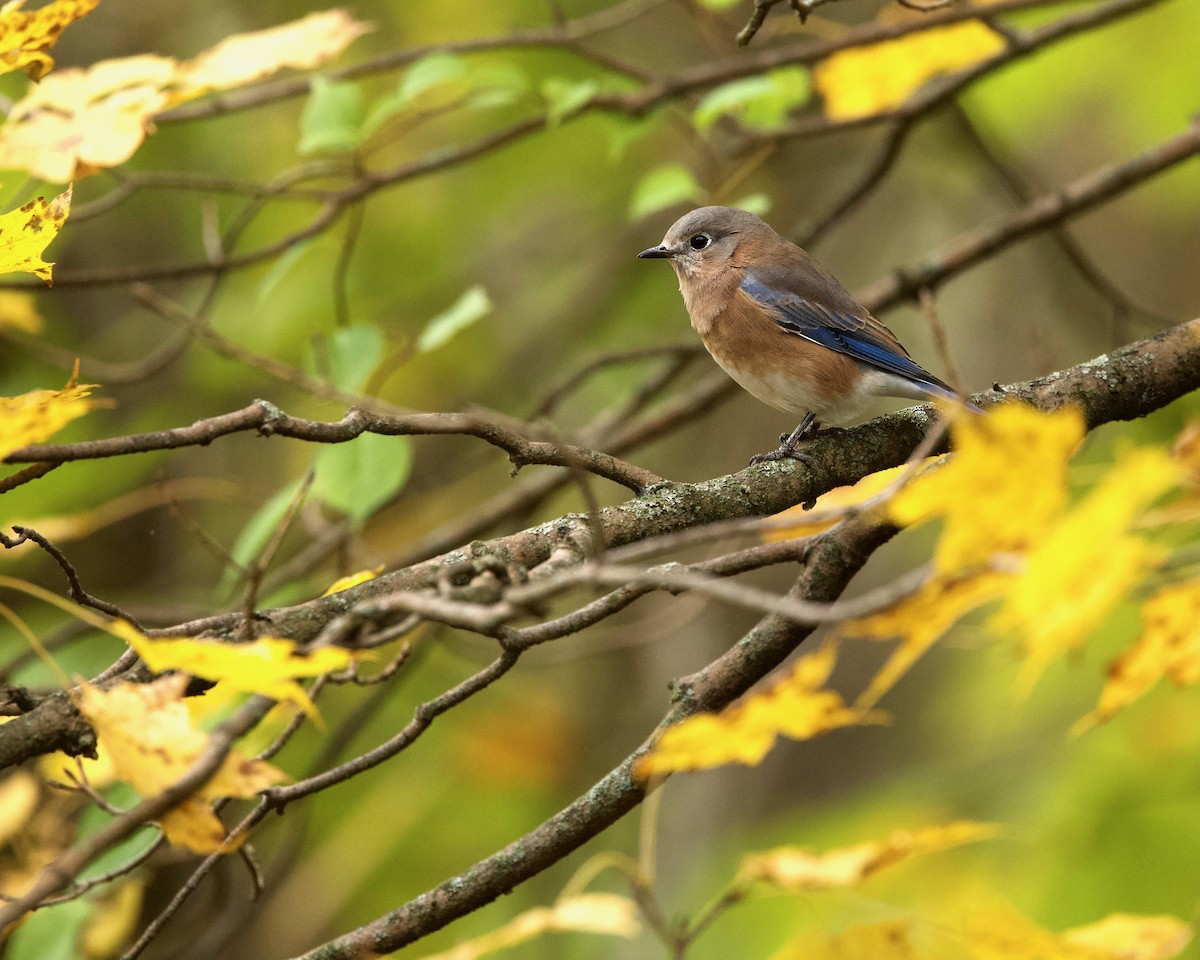 Eastern Bluebird - ML644103779