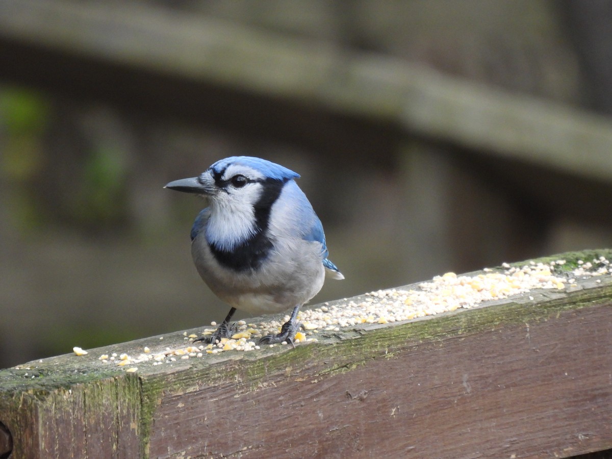 Blauhäher - ML644103798
