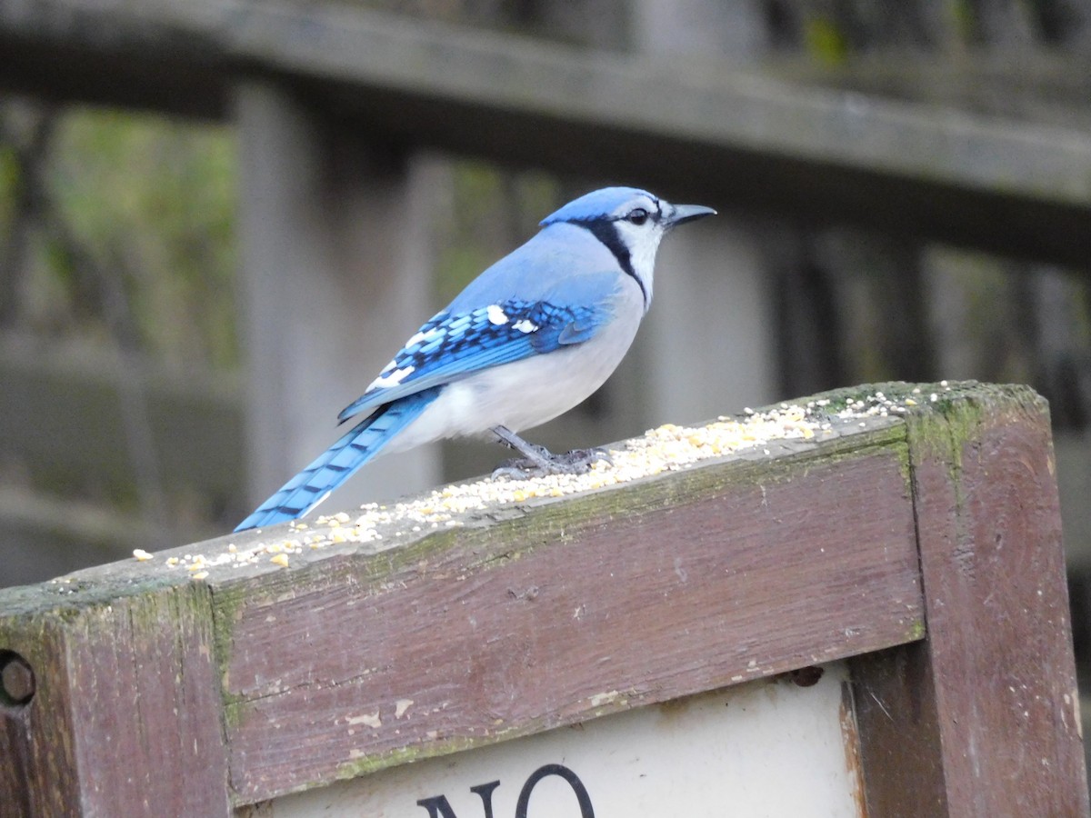 Blauhäher - ML644103799