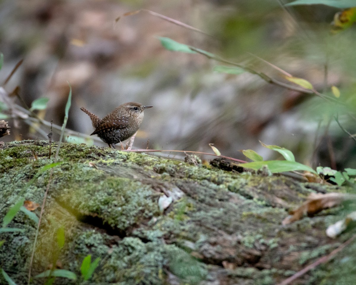 Winter Wren - ML644103801