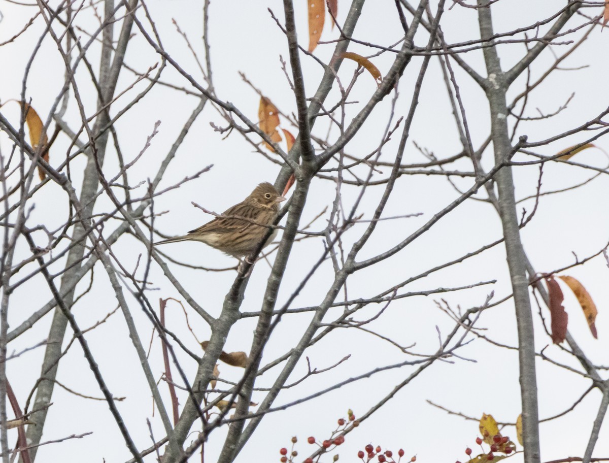 Vesper Sparrow - ML644103803