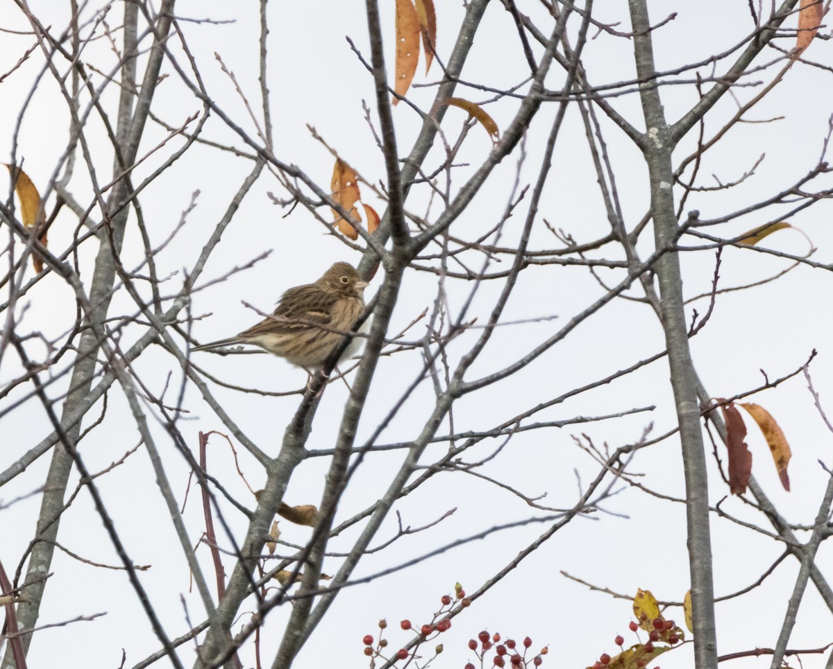 Vesper Sparrow - ML644103804