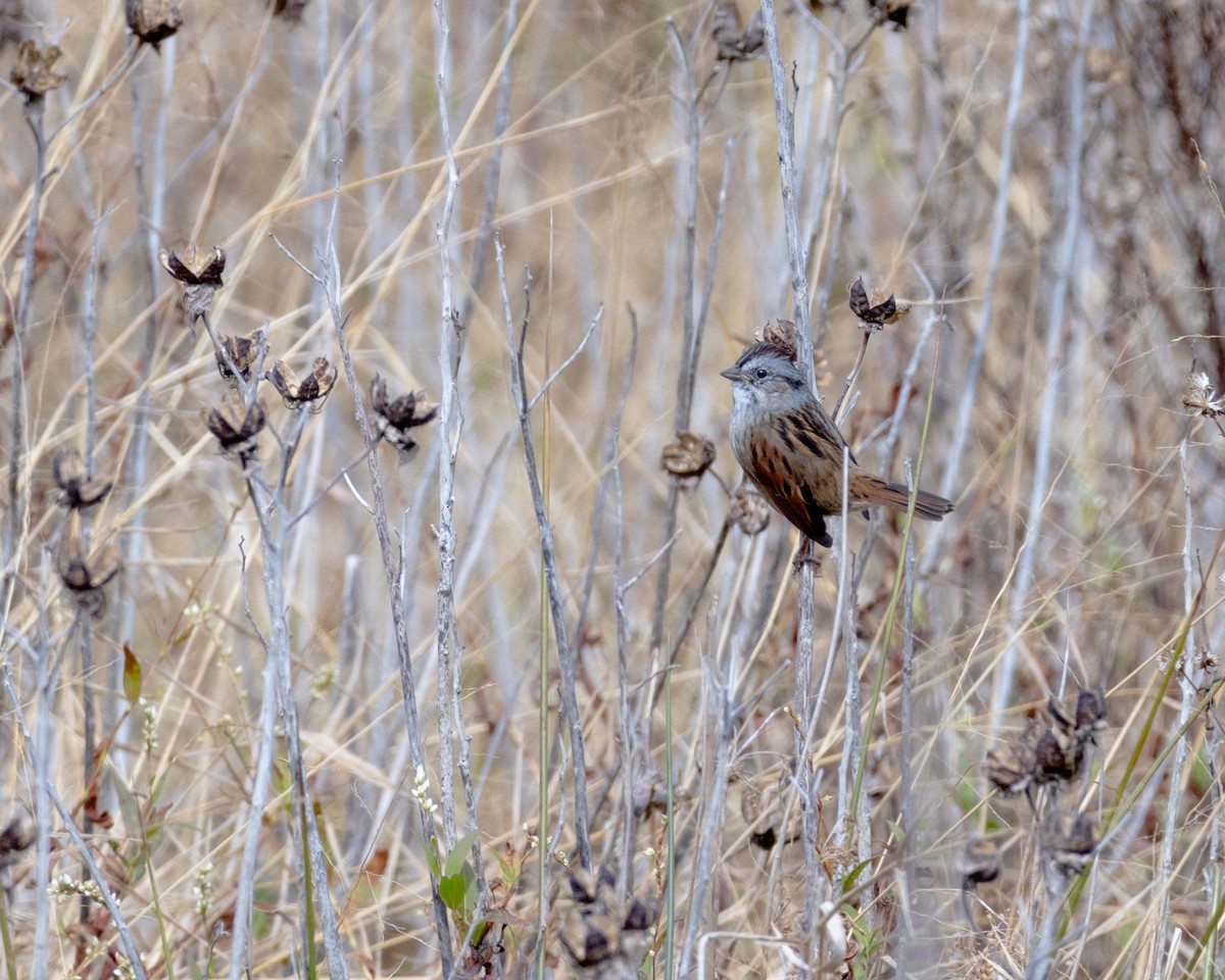 Swamp Sparrow - ML644103811