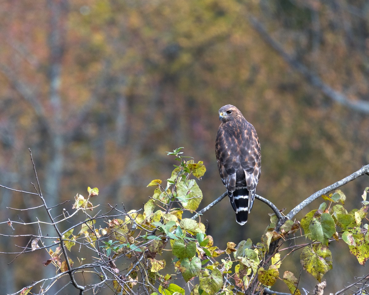 Red-shouldered Hawk - ML644103825