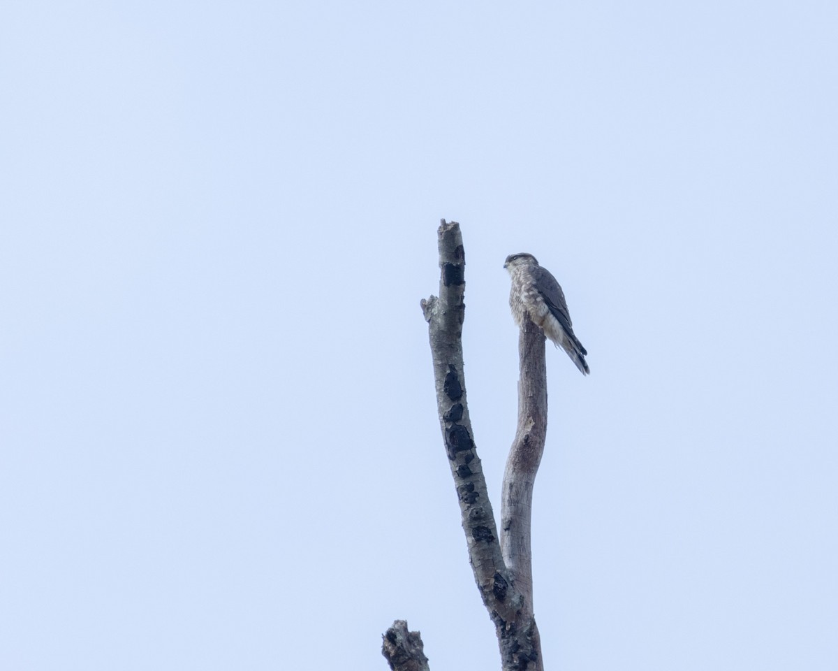 Merlin - ML644103836