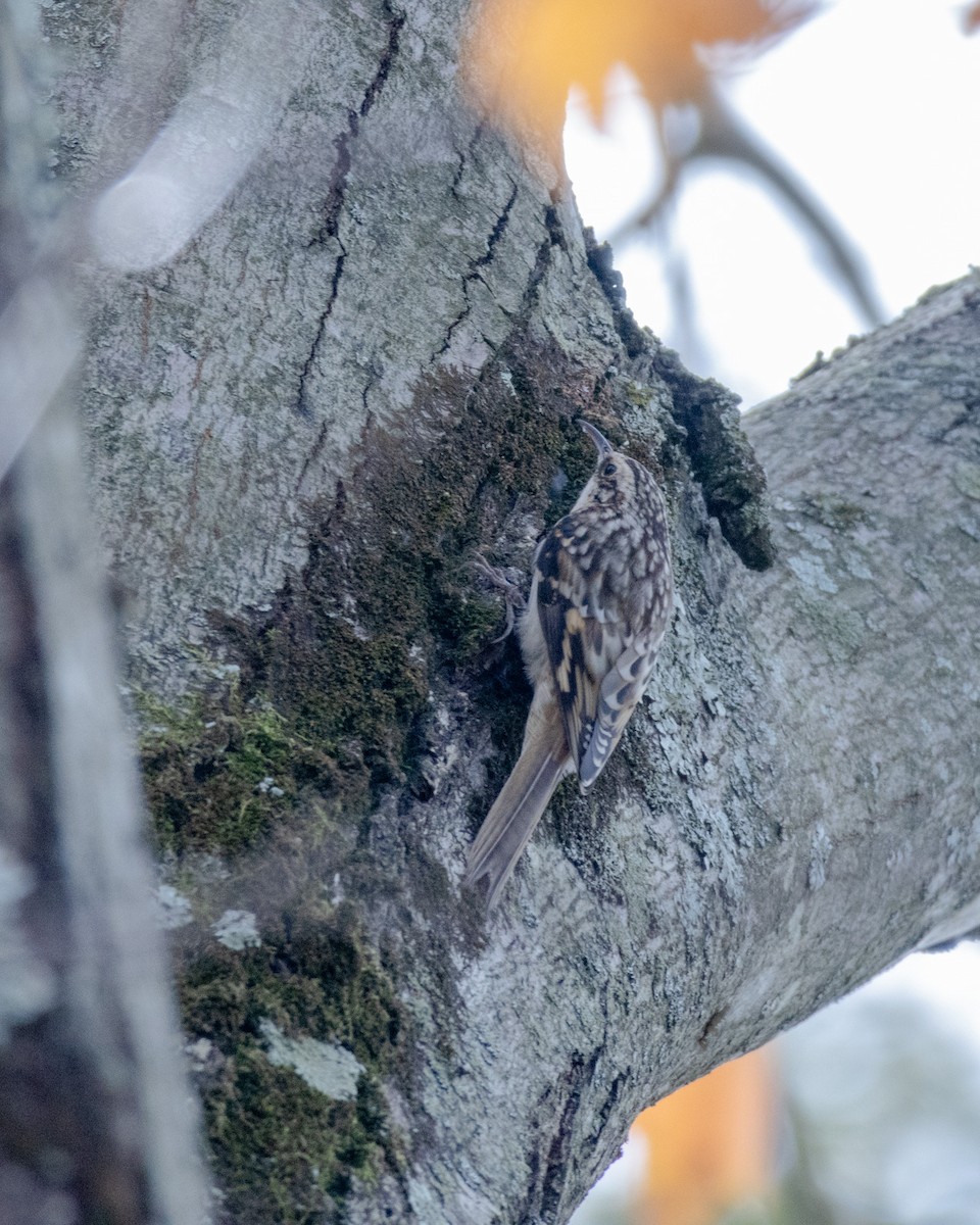 Brown Creeper - ML644103844