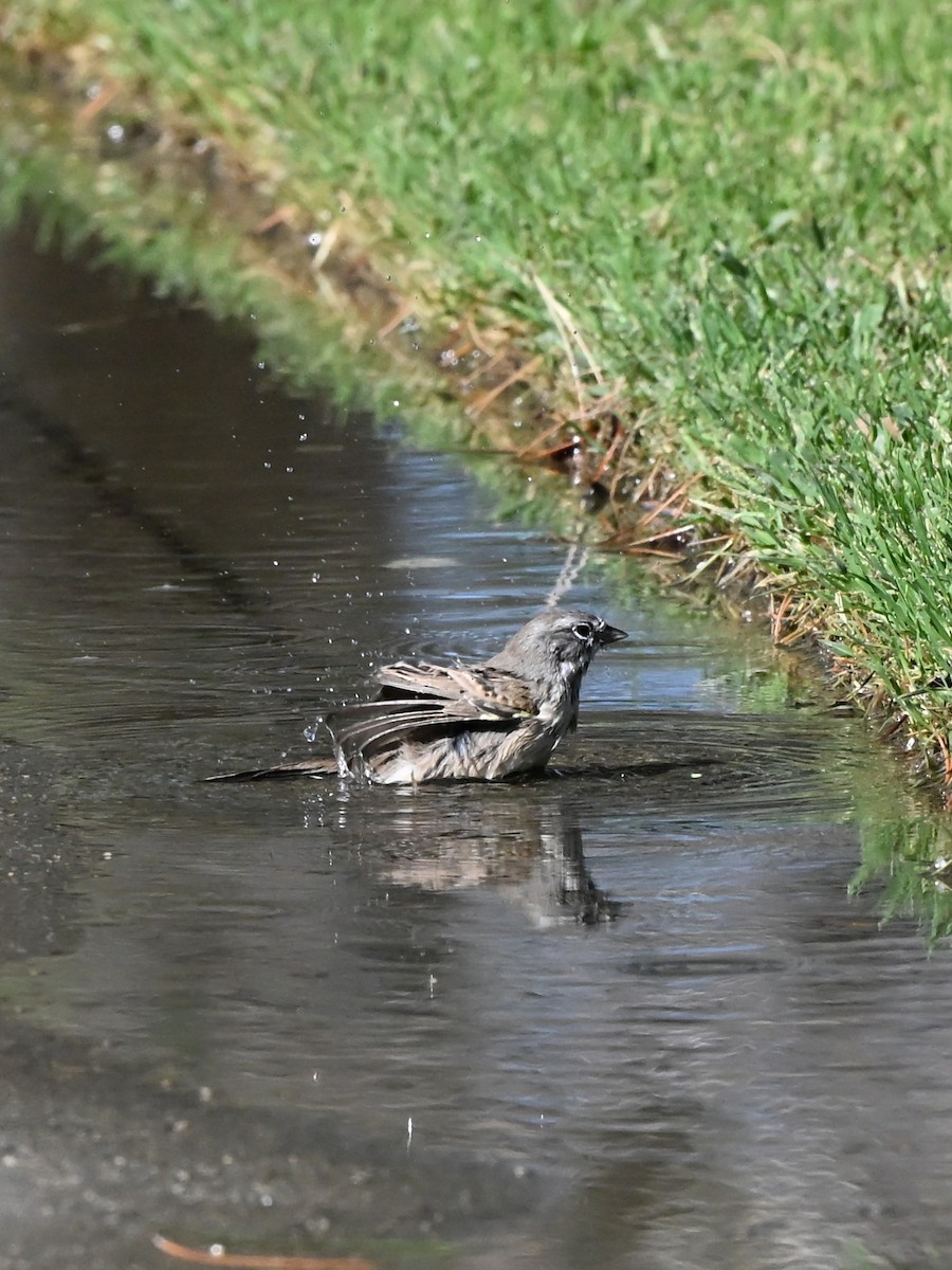 Bruant de Bell - ML644103891