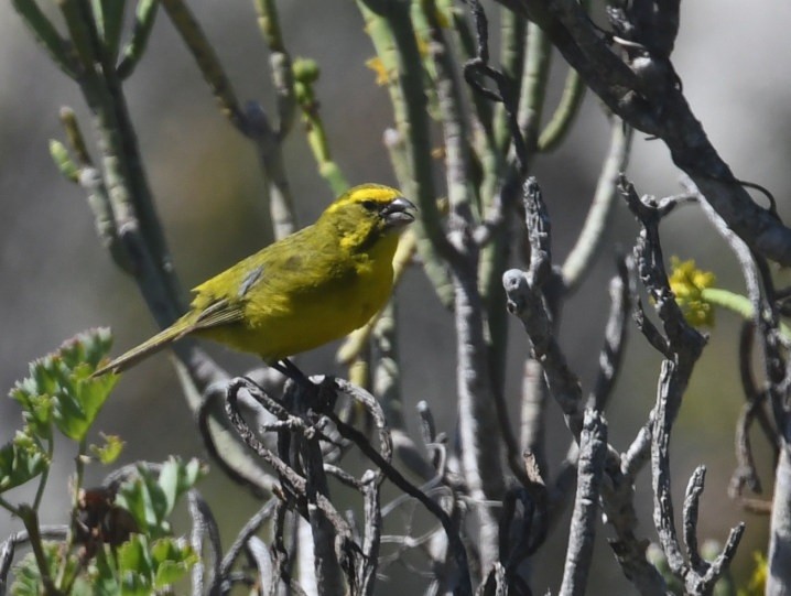 Sarı İskete - ML644103905