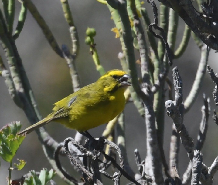 Sarı İskete - ML644103908