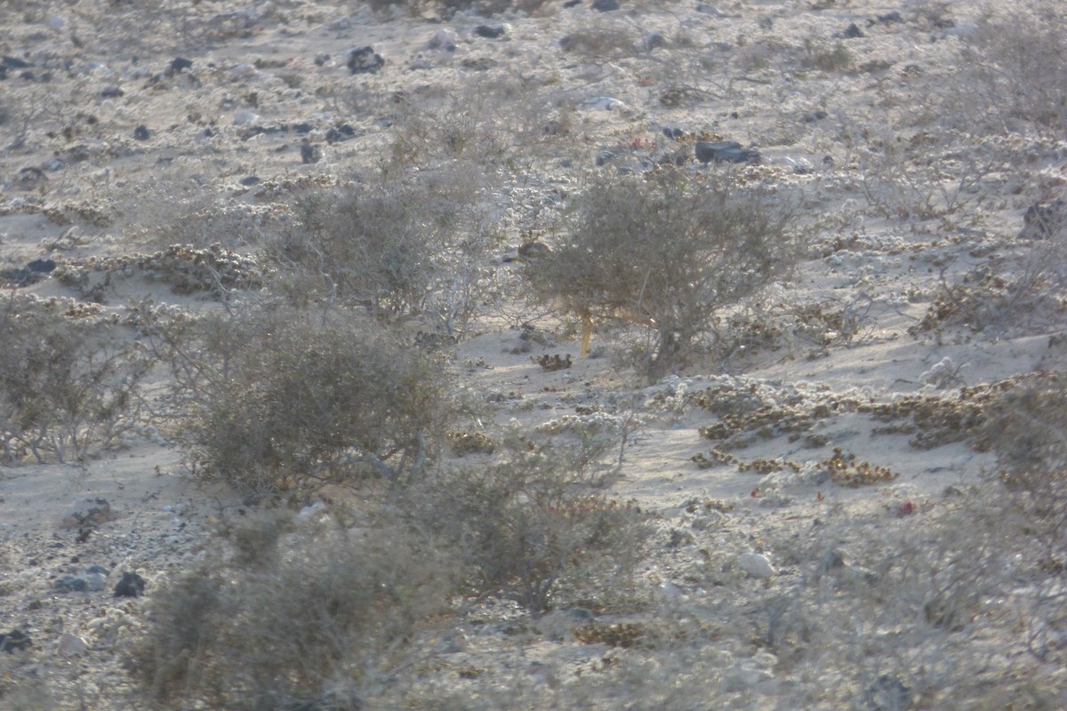 イシチドリ - ML644103914