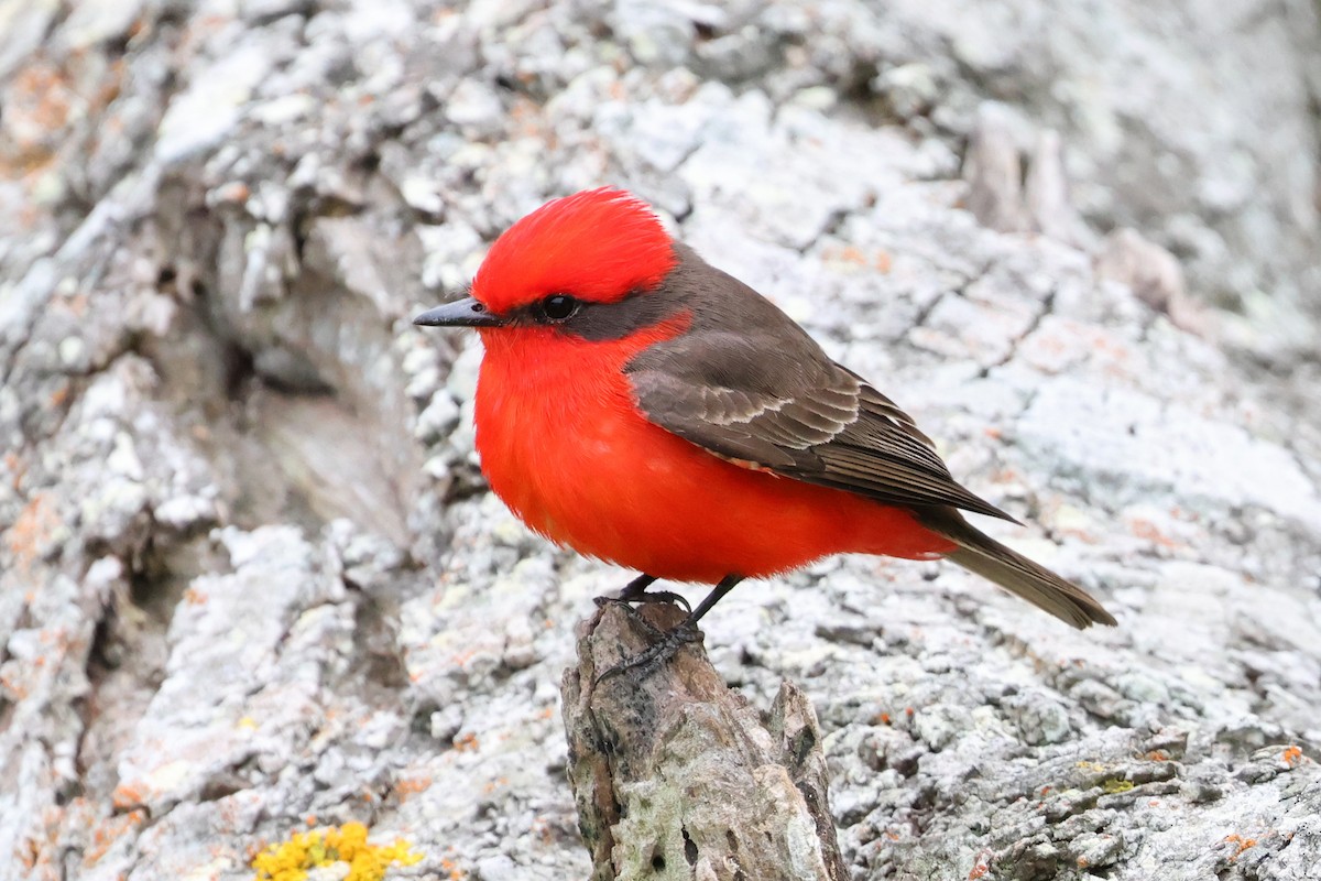 Vermilion Flycatcher - ML644103919