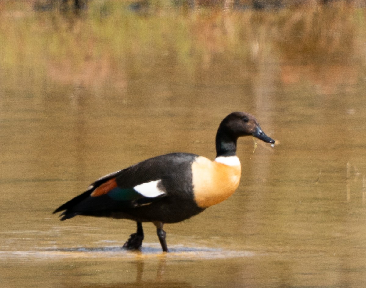 Tadorne d'Australie - ML644103925