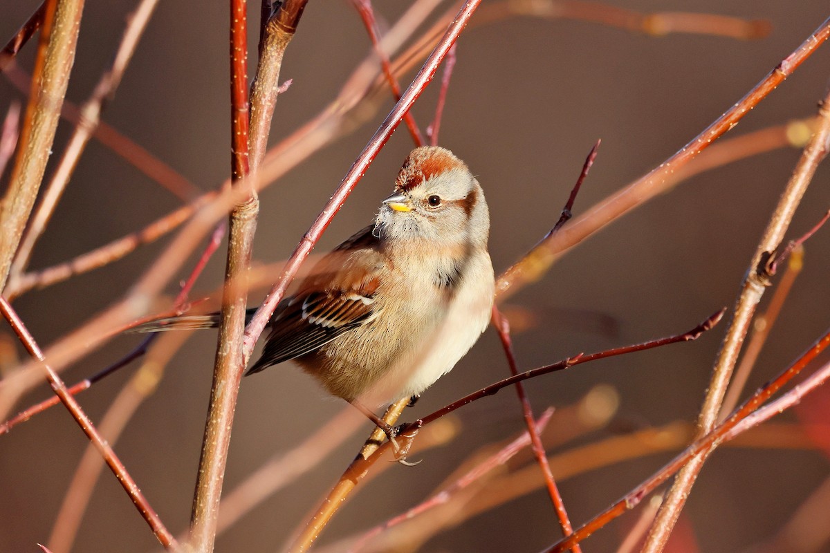 American Tree Sparrow - ML644103932