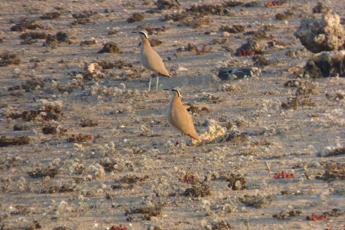 Cream-colored Courser - ML644103938