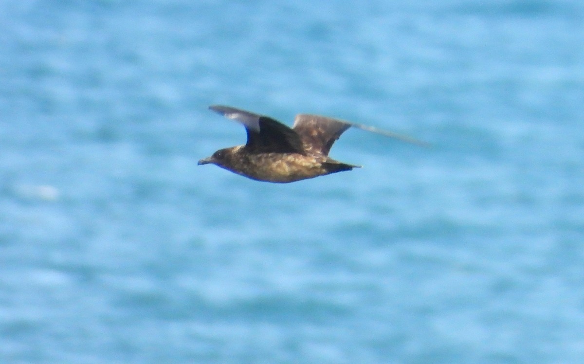 Great Skua - ML644103943