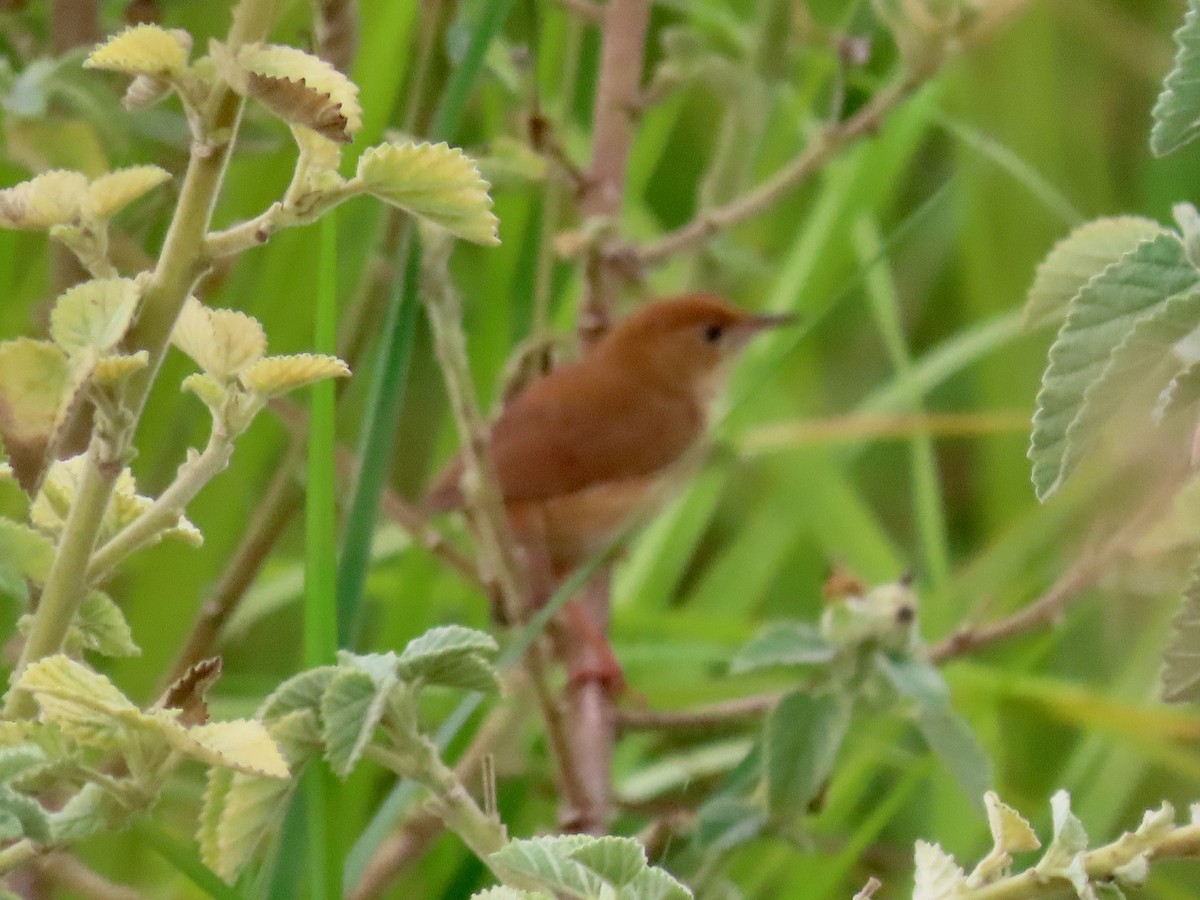 Foxy Cisticola - ML644103963
