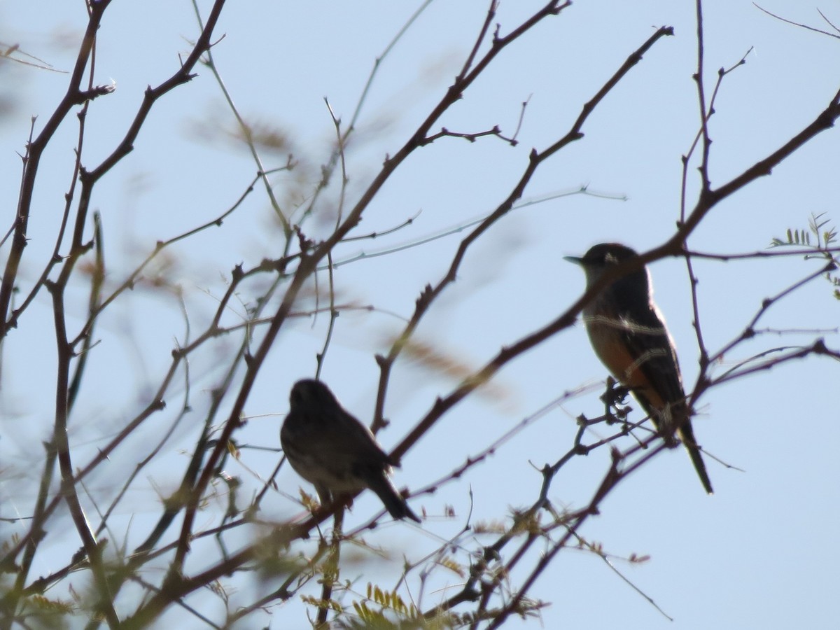 Vermilion Flycatcher - ML644103965