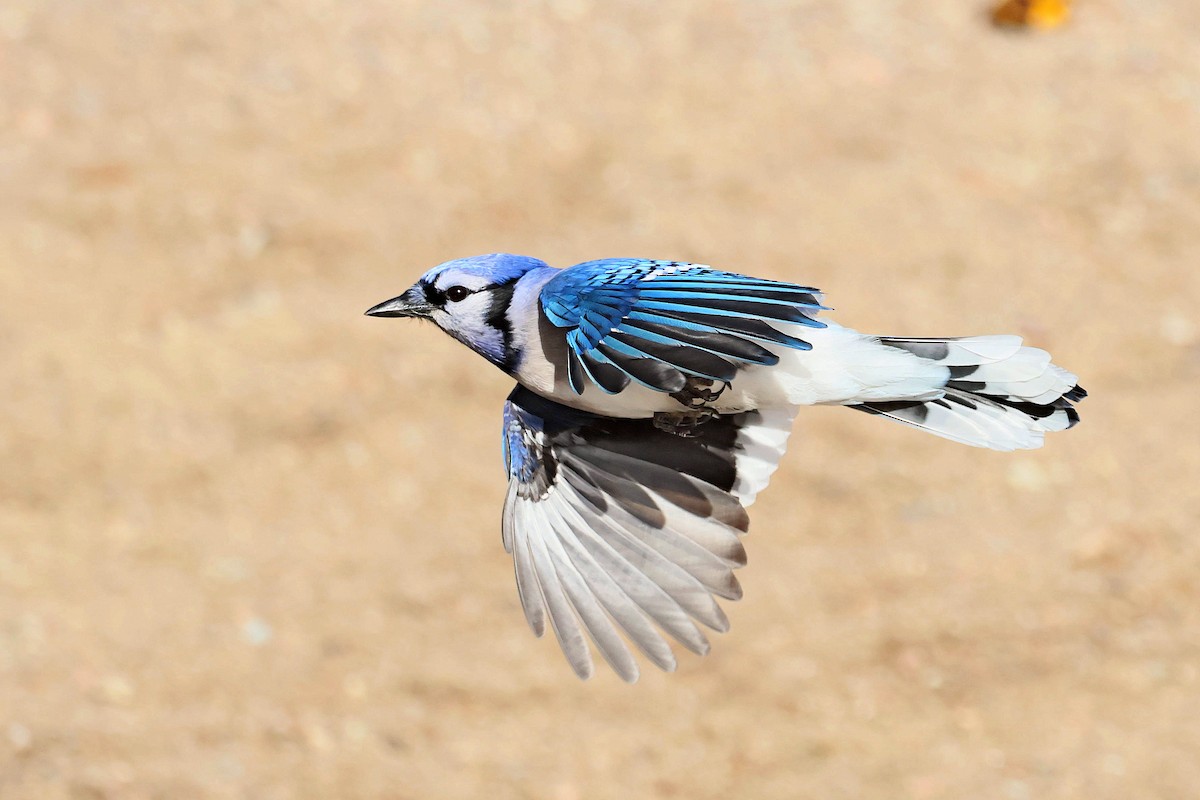 Blue Jay - ML644103980