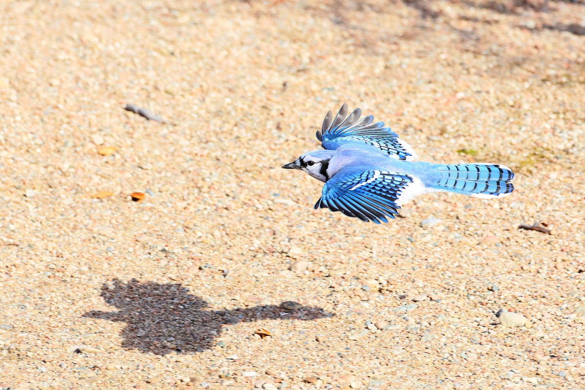 Blue Jay - ML644103981