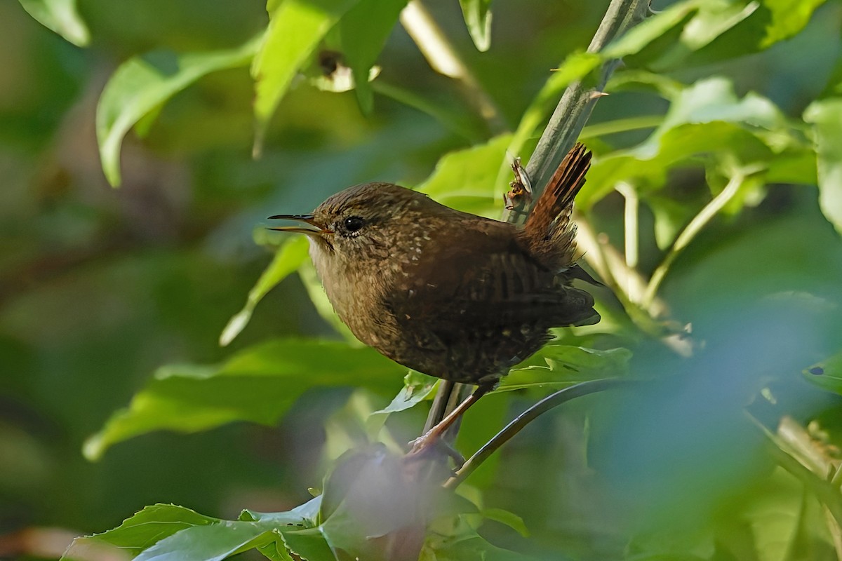 Winter Wren - ML644103988