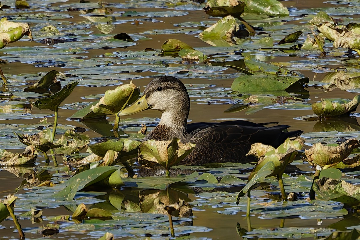 American Black Duck - ML644103995