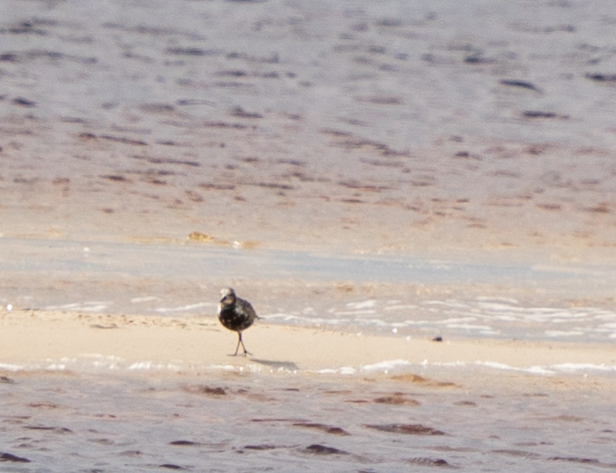 Black-bellied Plover - ML644104028
