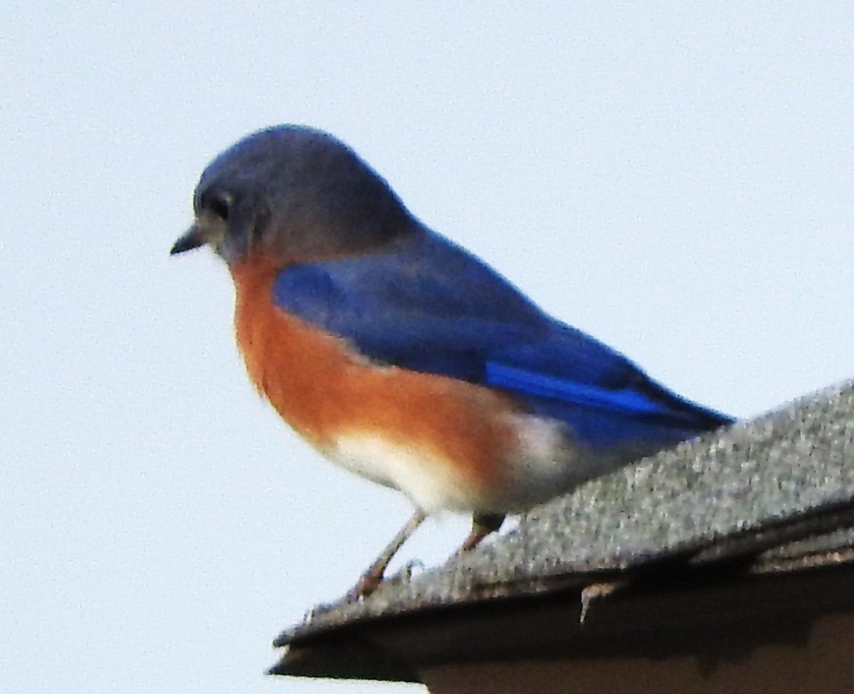 Eastern Bluebird - ML644104029