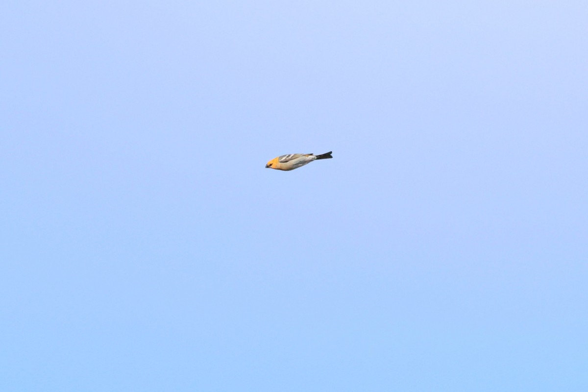 Pine Grosbeak - ML644104038