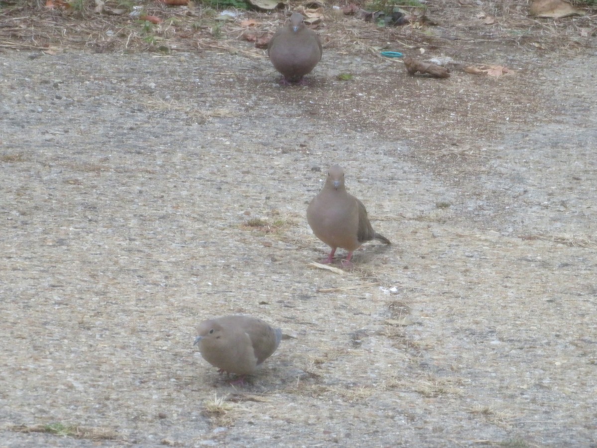 Carolinataube - ML644104050