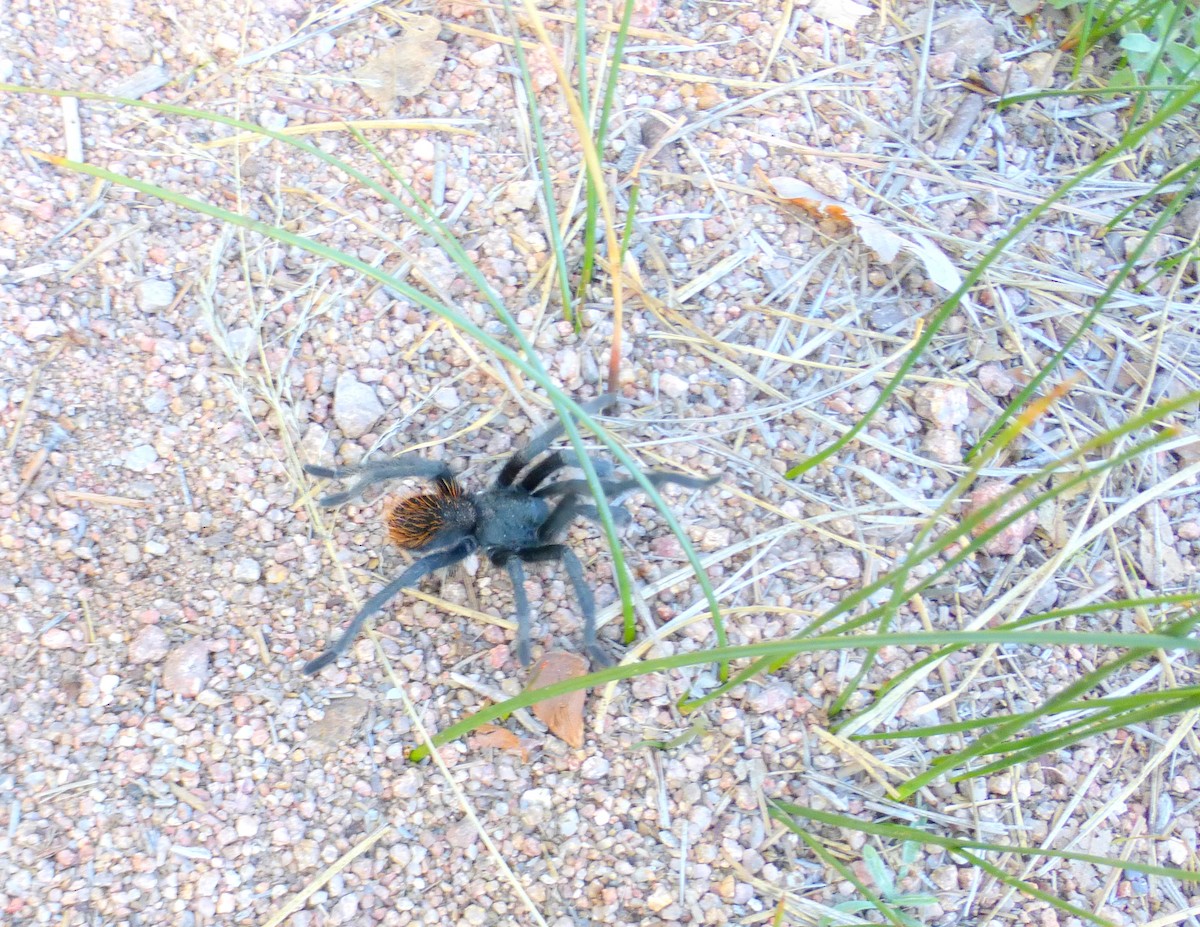 Animals - ML644104063