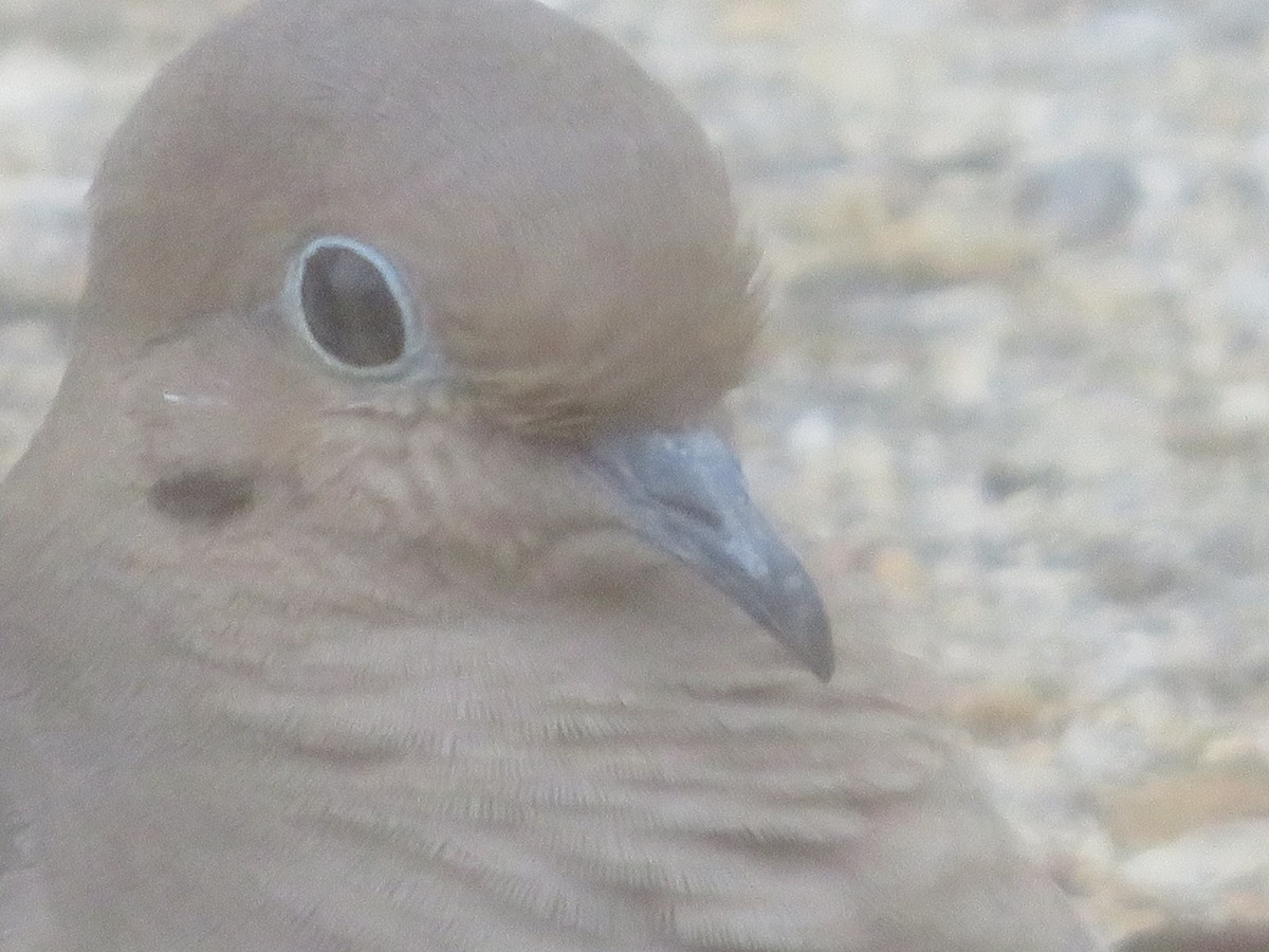 Carolinataube - ML644104071