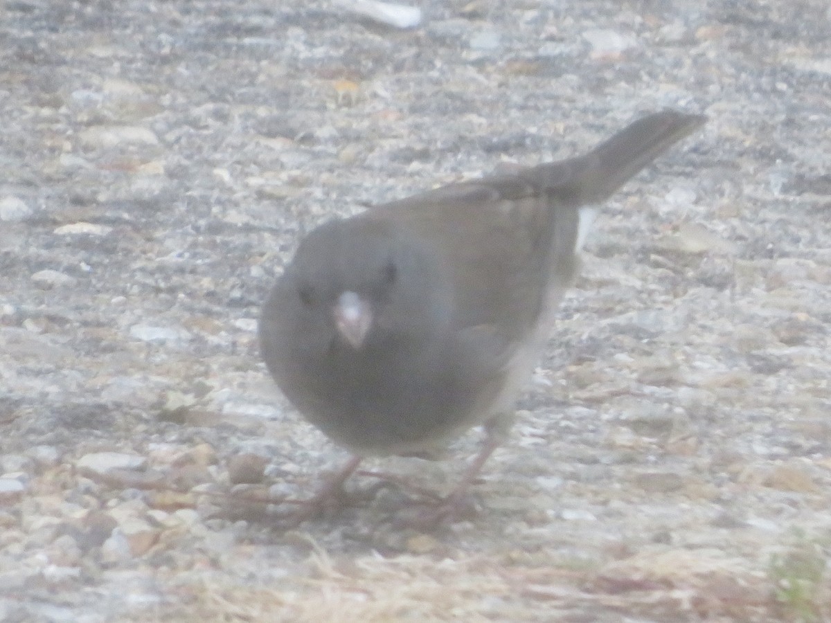 Winterammer - ML644104083