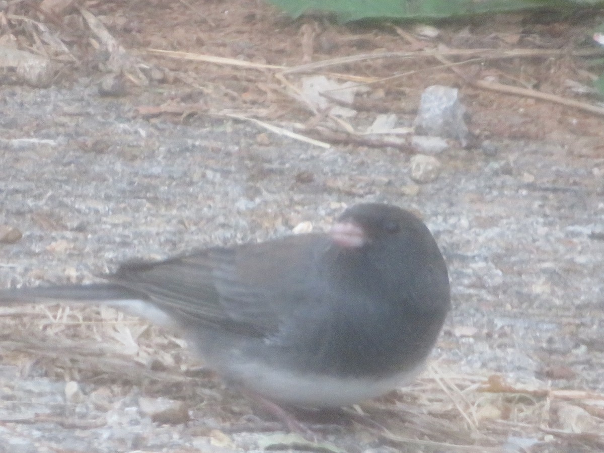 Winterammer - ML644104084