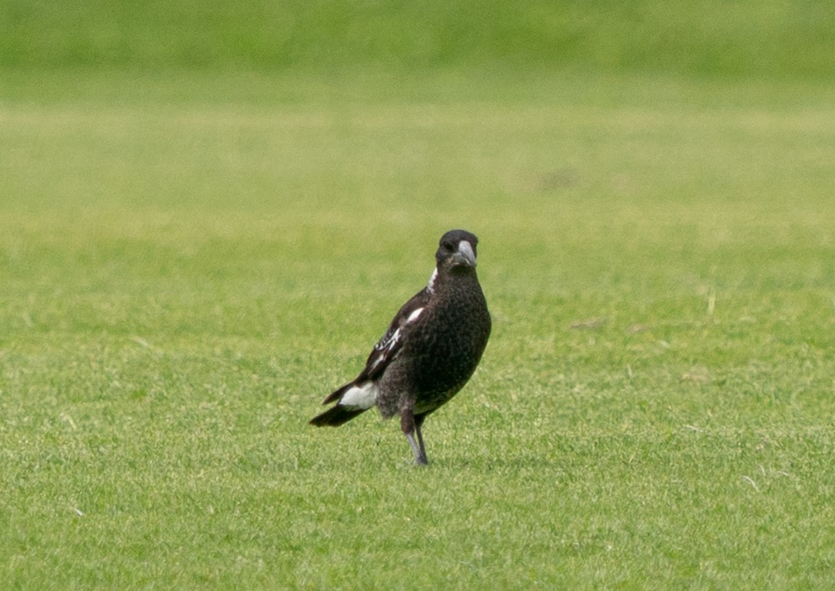 Australian Magpie (Western) - ML644104103