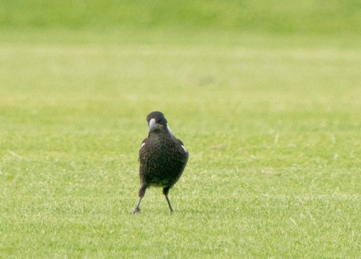 Australian Magpie (Western) - ML644104104