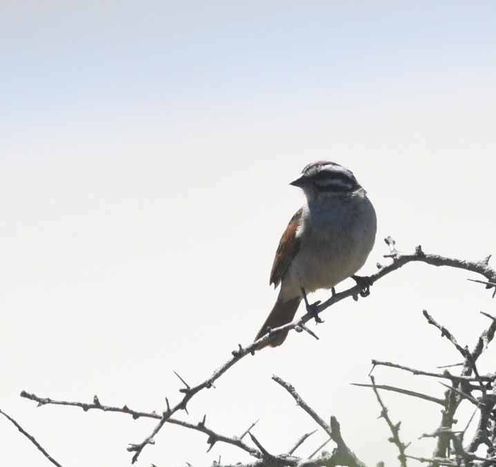 kappspurv - ML644104112