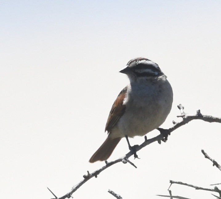 kappspurv - ML644104118