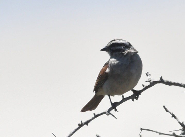 kappspurv - ML644104121