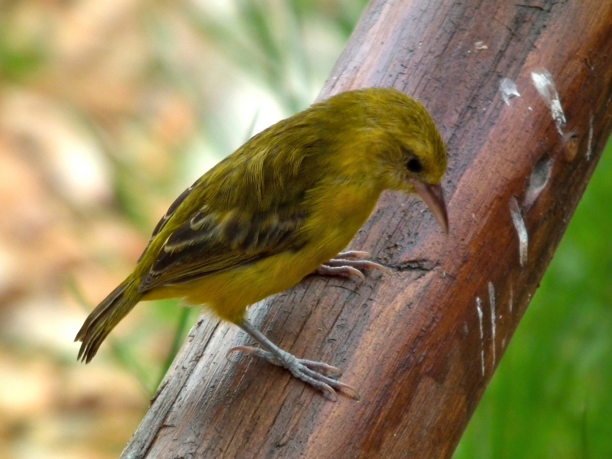 Slender-billed Weaver - ML644104124
