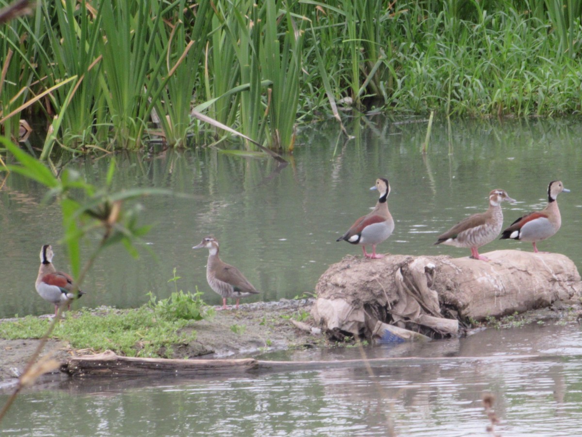 Rotschulterente - ML644104139