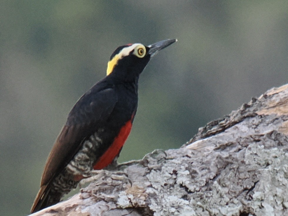 Pic à chevron d'or - ML644104150