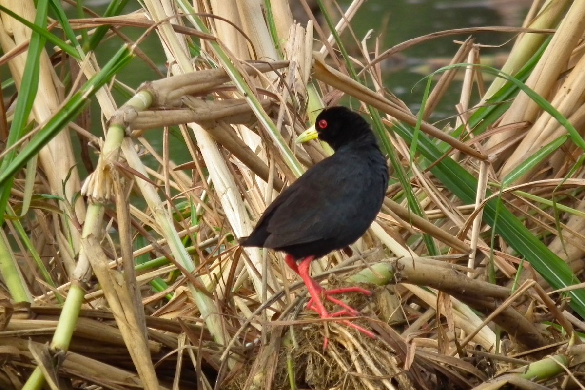 Black Crake - ML644104152