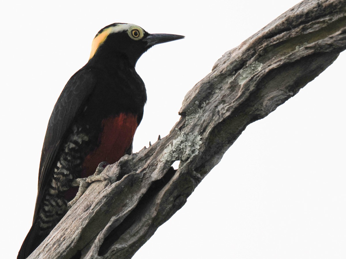 Pic à chevron d'or - ML644104153