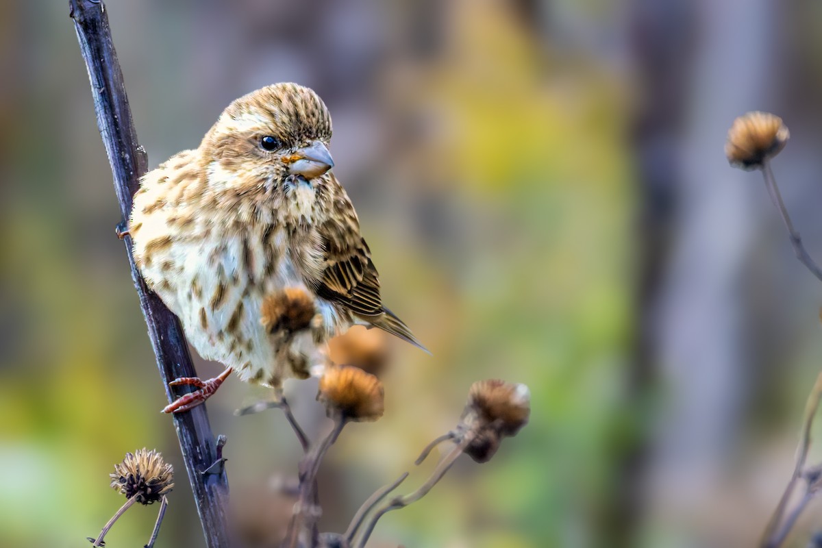 Purple Finch - ML644104156