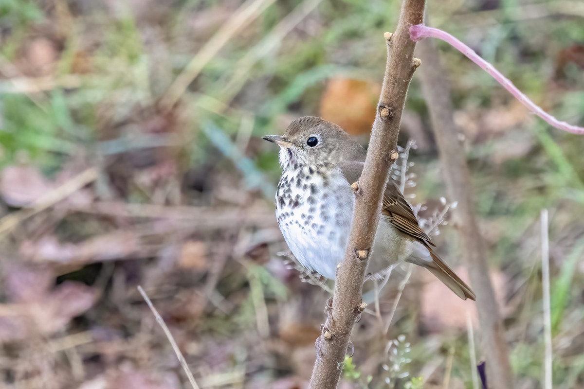Hermit Thrush - ML644104165