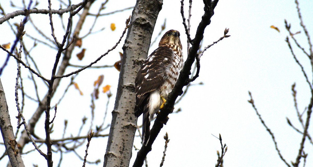 Cooper's Hawk - ML644104166