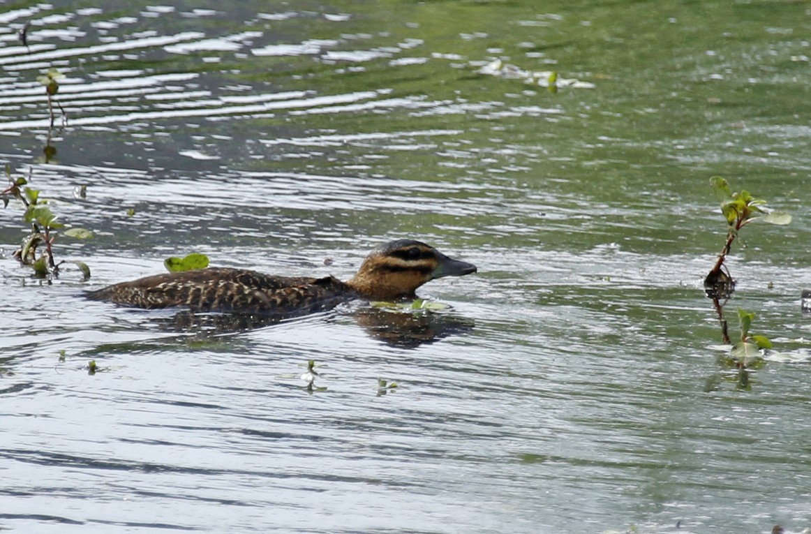 maskeand - ML644104171