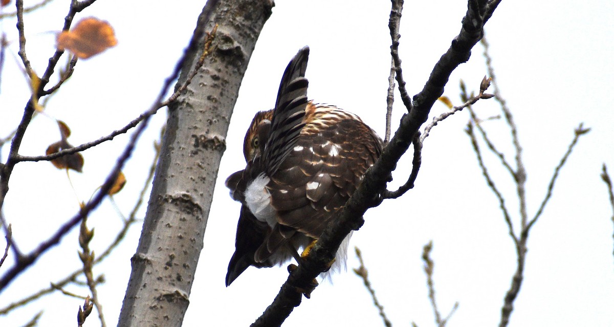 Cooper's Hawk - ML644104173
